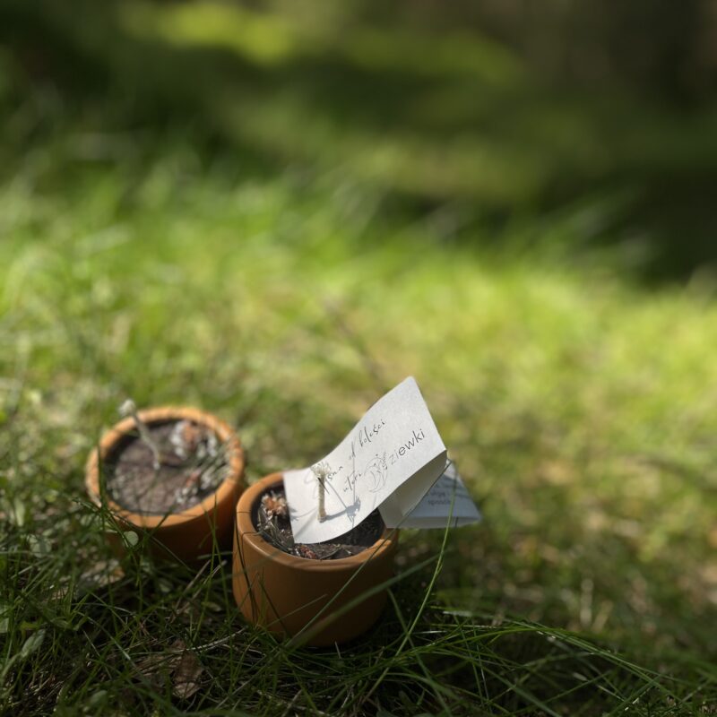 Dzika czarka - Sosna od boleści uteri - świeczka sojowa w ceramice