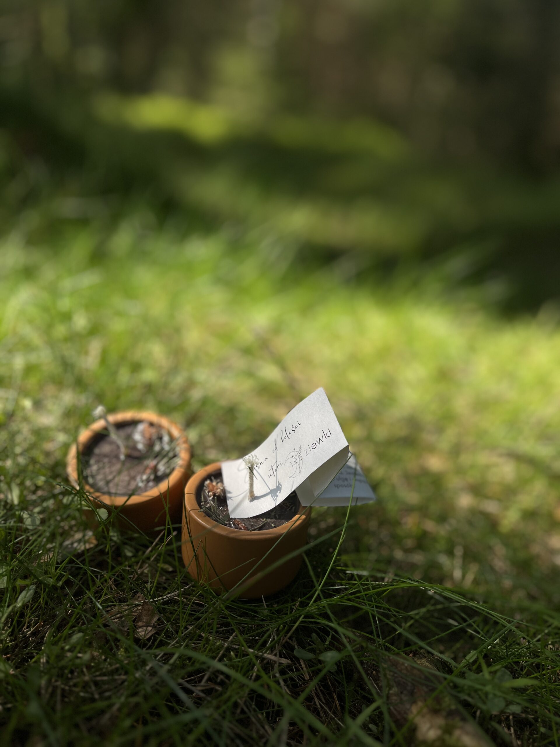 Dzika czarka - Sosna od boleści uteri - świeczka sojowa w ceramice