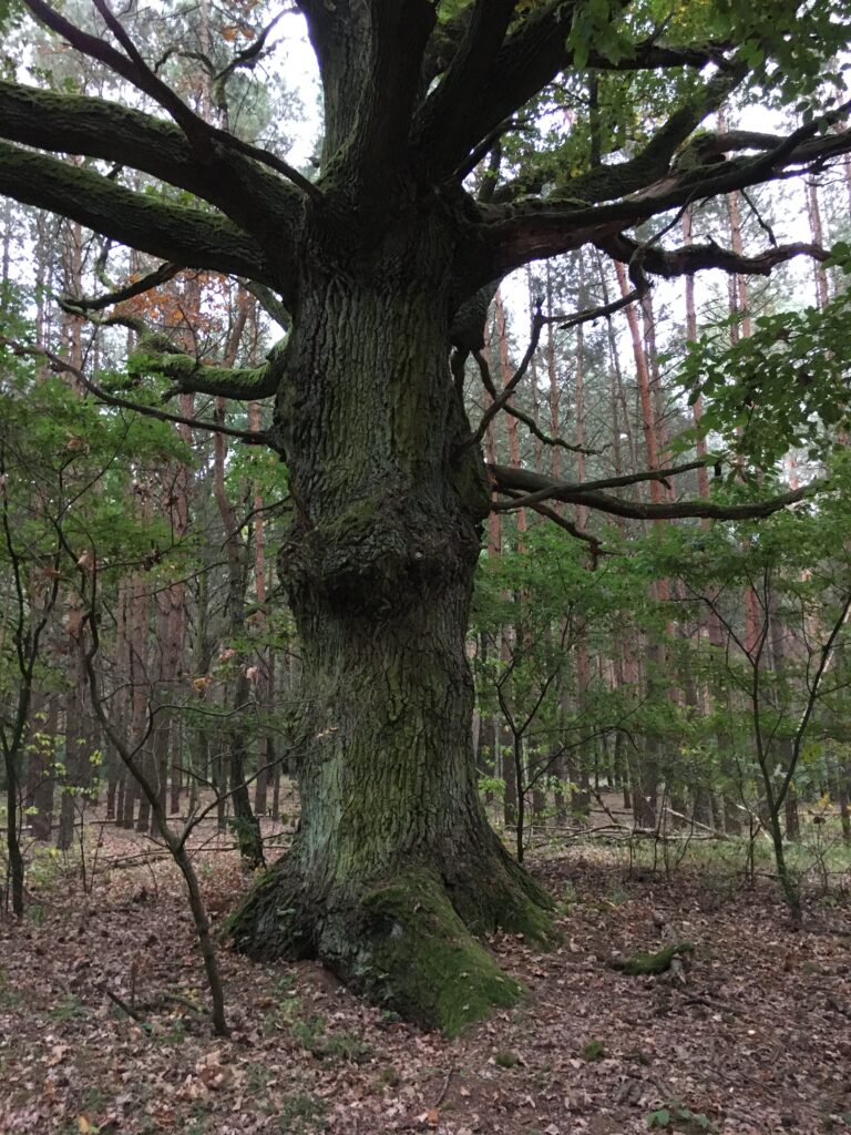 Dziewka prawi o… dębie