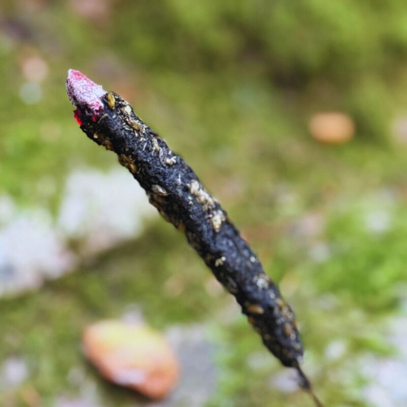 Mały dym – Dzień i Noc – Kadzidło z węgla, próchna wierzbowego i ziela krwawnika na patyczku – 3 sztuki